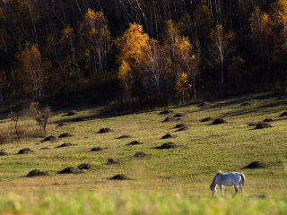 塞罕坝国家森林公园
