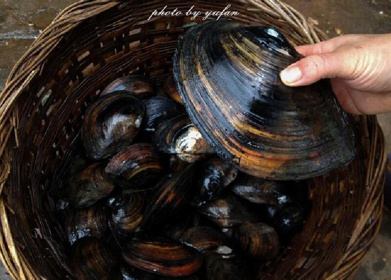 开闸放水抓野鱼乐在其中真有趣