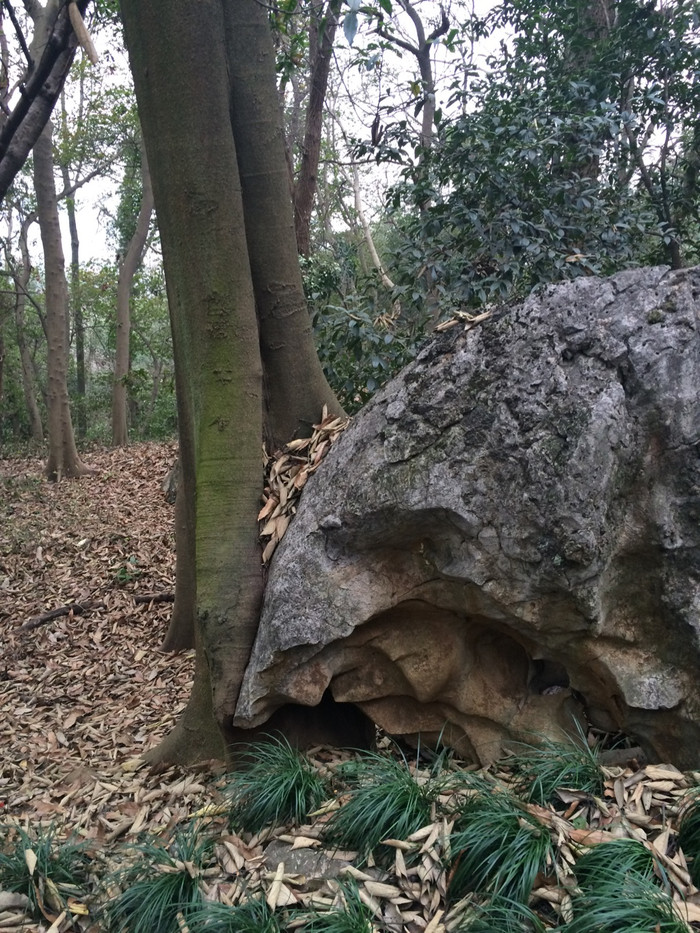 这石头像一只野猪要把树拱掉