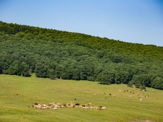 塞罕坝机械林场