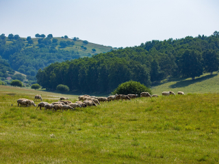 塞罕坝机械林场