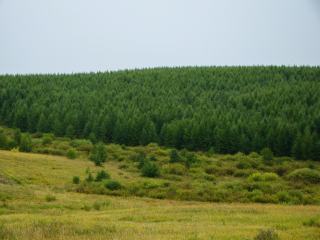 塞罕坝机械林场