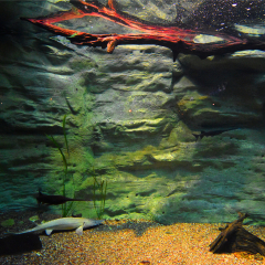 塞德水族馆的#旅图换旅费#