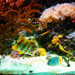 塞德水族馆的#旅图换旅费#