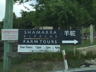 莎玛拉羊驼牧场