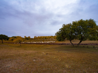 御道口草原森林
