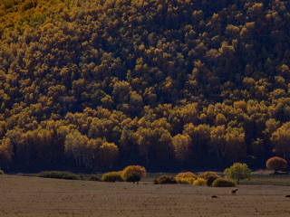 御道口草原森林