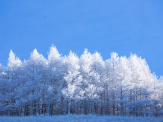 塞罕坝机械林场