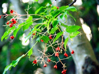 汉拿山国立公园