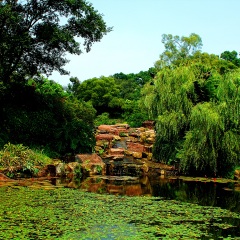 莲花山