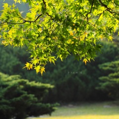 枫叶