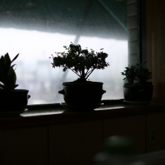 盆栽