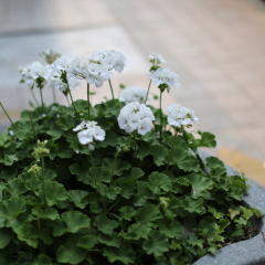 小花