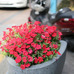小红花