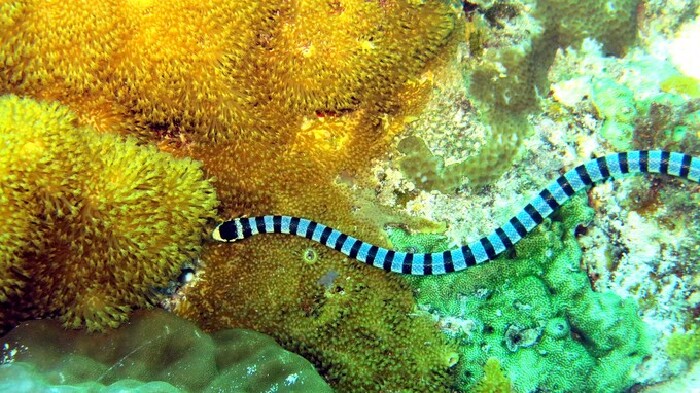 海蛇,eeeeee,其实很怕它拉.