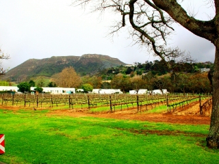 大康斯坦夏葡萄酒庄园