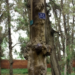 汉光武帝陵　的#旅图换旅费#