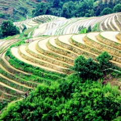 金坑梯田的#旅图换旅费#