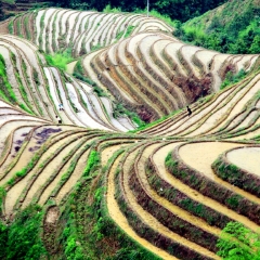 金坑梯田的#旅图换旅费#