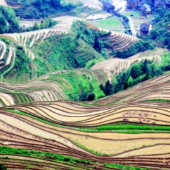 龙脊梯田的#旅图换旅费#