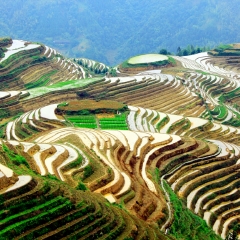 龙脊梯田的#旅图换旅费#