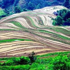 龙脊梯田的#旅图换旅费#