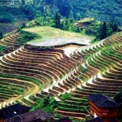 龙脊梯田的#旅图换旅费#