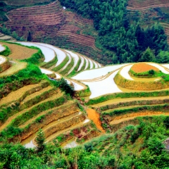 龙脊梯田的#旅图换旅费#