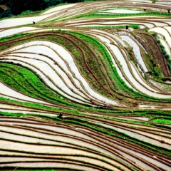 龙脊梯田的#旅图换旅费#