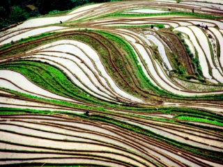 龙脊梯田