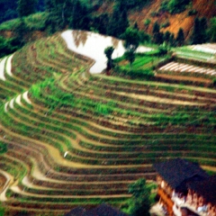 龙脊梯田的#旅图换旅费#