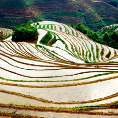 龙脊梯田的#旅图换旅费#