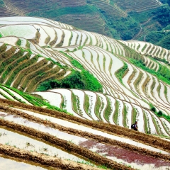 龙脊梯田的#旅图换旅费#