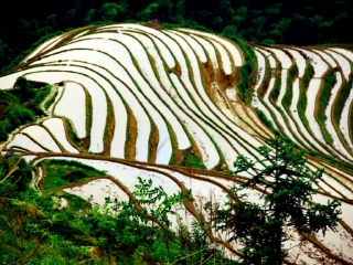 龙脊梯田