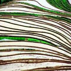 龙脊梯田的#旅图换旅费#