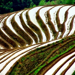龙脊梯田的#旅图换旅费#
