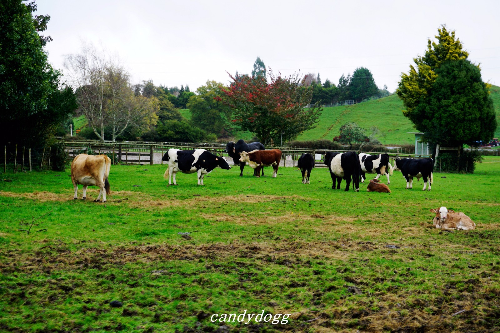 8天7晚新西兰南北岛原生态玩法