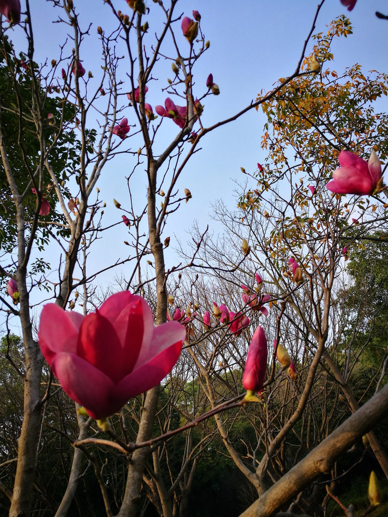 云溪生態公園 玉堂春