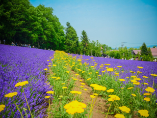 富良野花田