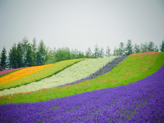 富良野花田