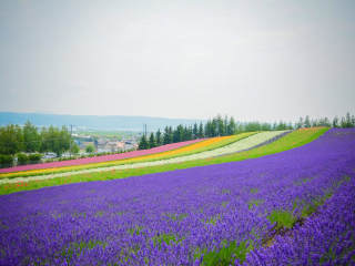 富良野花田