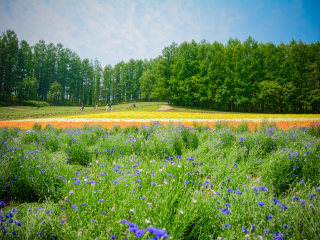 富良野花田