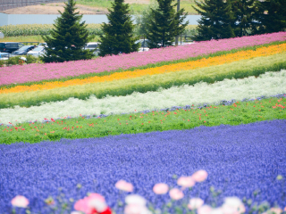 富良野花田