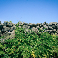 牛岛的#旅图换旅费# #自然风光# #岛屿#