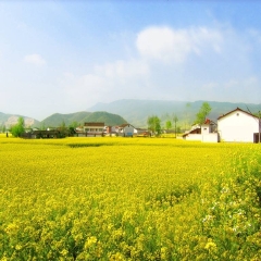 油菜花