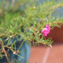 鲜花