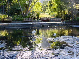 悉尼皇家植物园