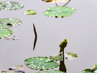 济南大明湖公园
