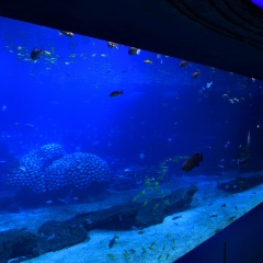 珠海长隆海洋王国