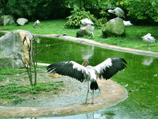 吉隆坡飞禽公园